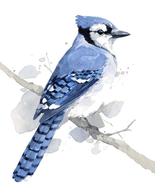 Blue Jay Print, Bird Watercolor Painting Art Print