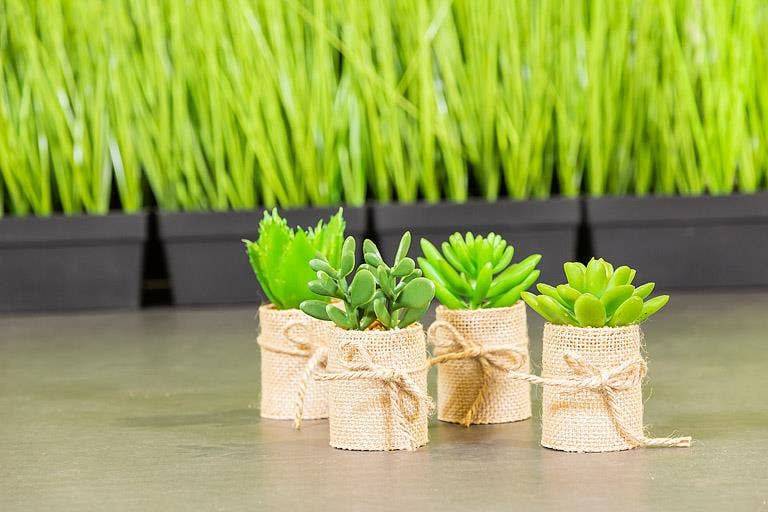 Succulents In Burlap Wrap