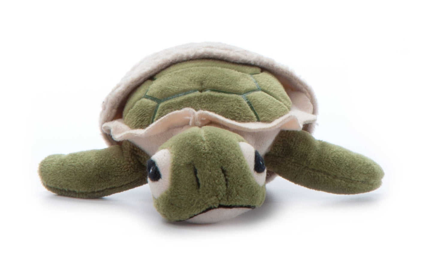 5" (12cm) Hatchling Baby Turtle Sea Life