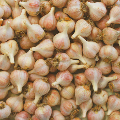 5oz Roasted Garlic Balsamic & Rosemary