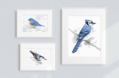 Blue Jay Print, Bird Watercolor Painting Art Print