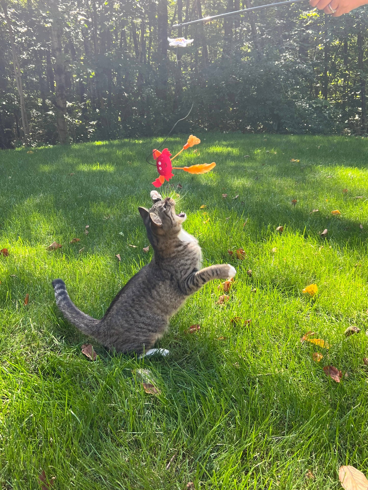MAINE Moose Cat Wand (Teaser) toy