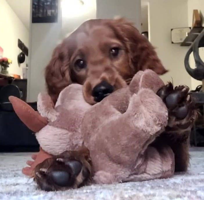 Maine Plush Squeaky Moose Dog Toy