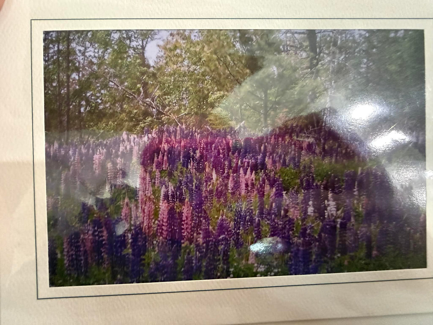 Maine Greeting Cards