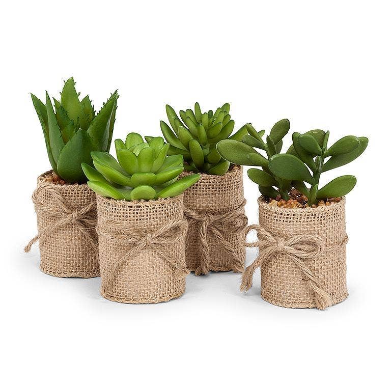 Succulents In Burlap Wrap