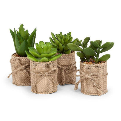 Succulents In Burlap Wrap