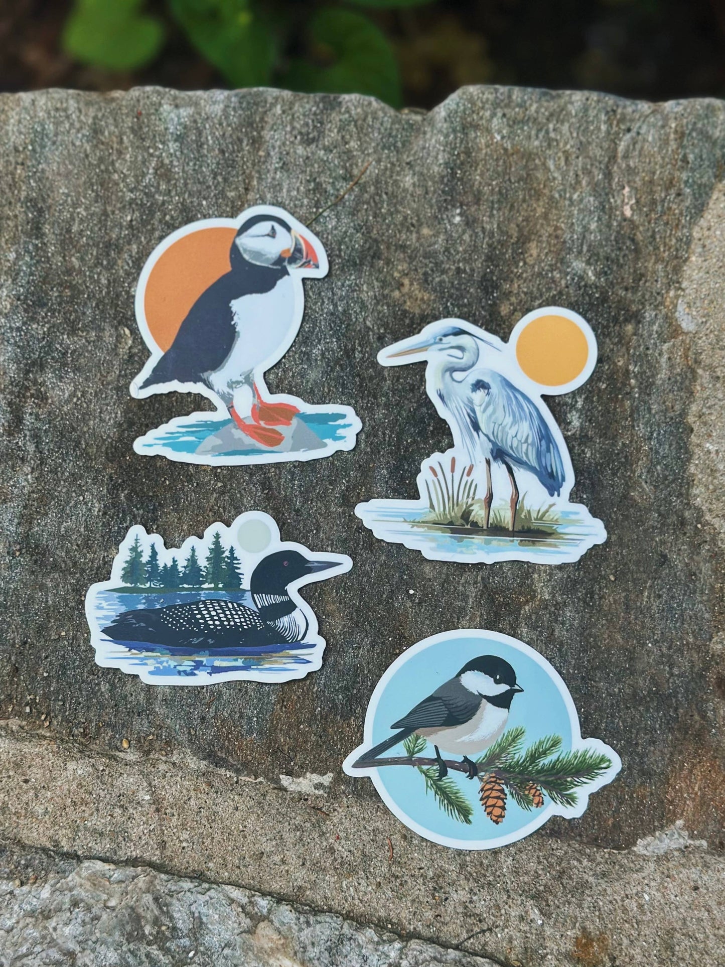 Maine Chickadee Sticker | Wildlife + Birds