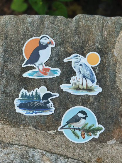 Maine Chickadee Sticker | Wildlife + Birds