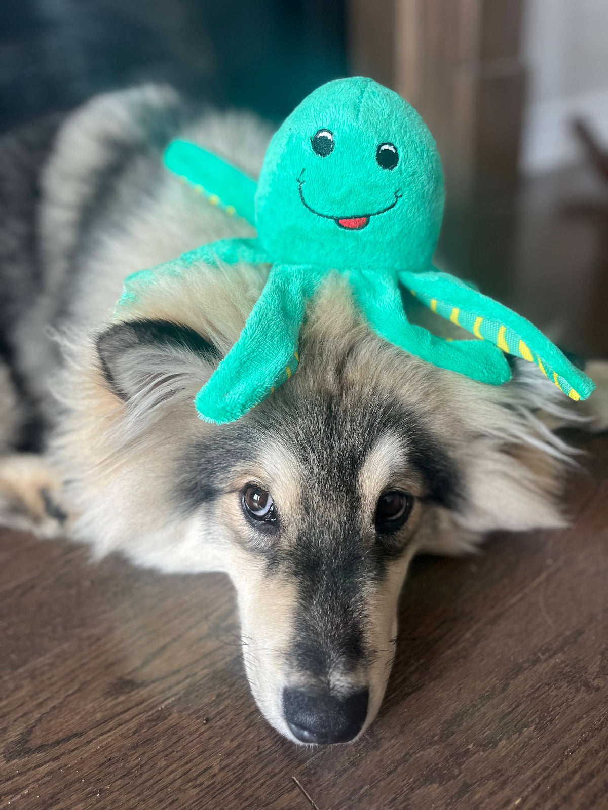 Clean Earth Recycled Plush Dog Toys - 100% Sustainable