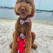 Clean Earth Recycled Plush Dog Toys - 100% Sustainable
