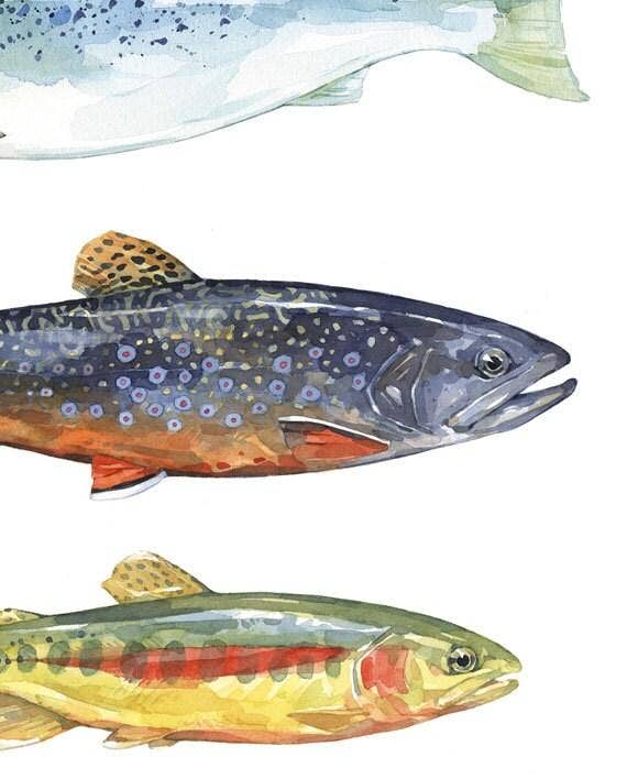 Trout and Salmon Watercolor Art Print, Fly Fishing Painting