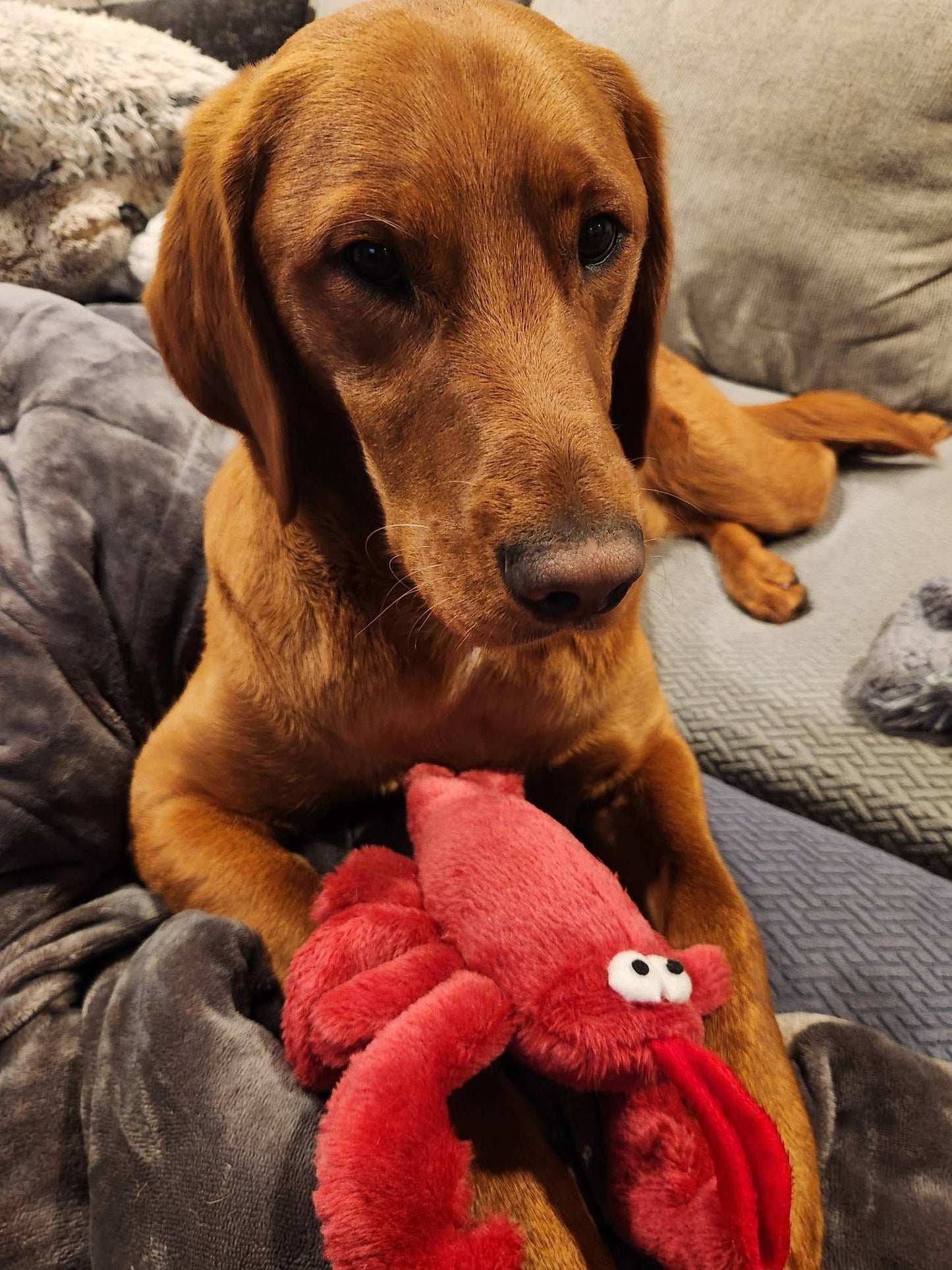 Plush Squeaky Lobster Dog Toy