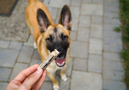 Solar Eclipse SPF 15 Lip Balms - in display box