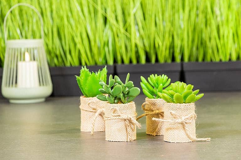 Succulents In Burlap Wrap