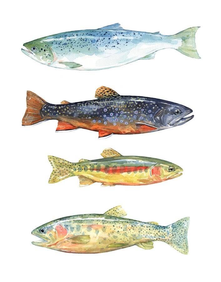 Trout and Salmon Watercolor Art Print, Fly Fishing Painting