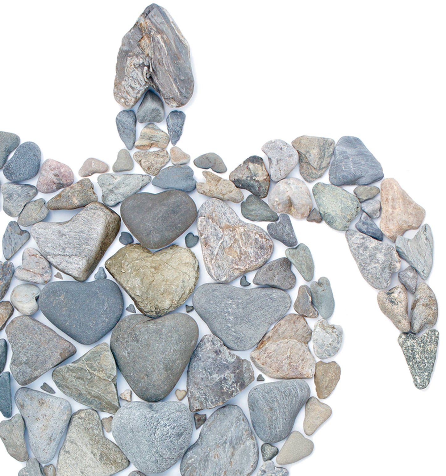 Coastal art | Wildlife art | Turtle art print