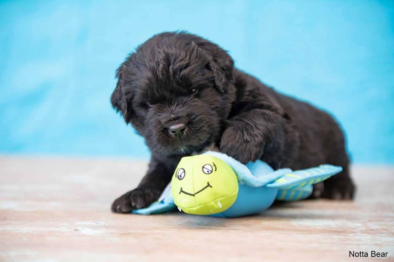 Clean Earth Recycled Plush Dog Toys - 100% Sustainable
