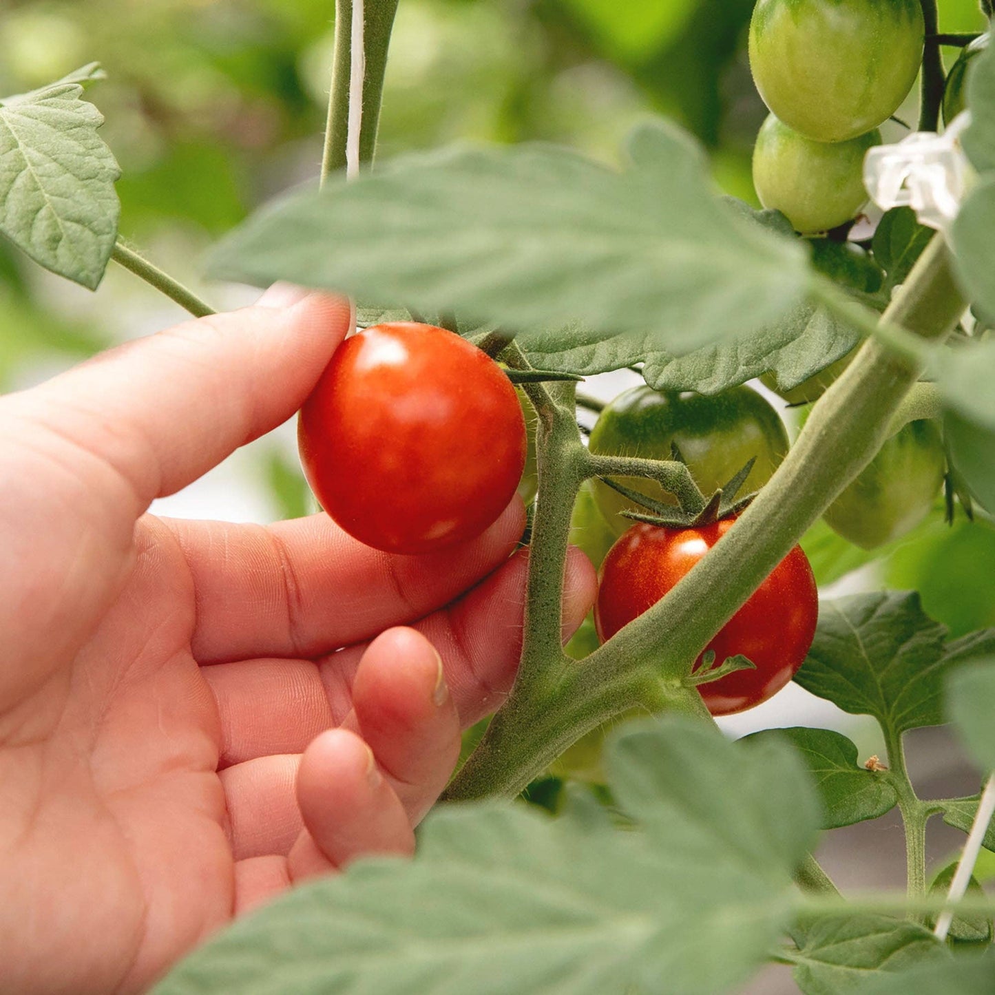 5oz Fresh Tomato Savory Jam