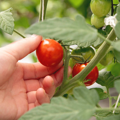 5oz Fresh Tomato Savory Jam