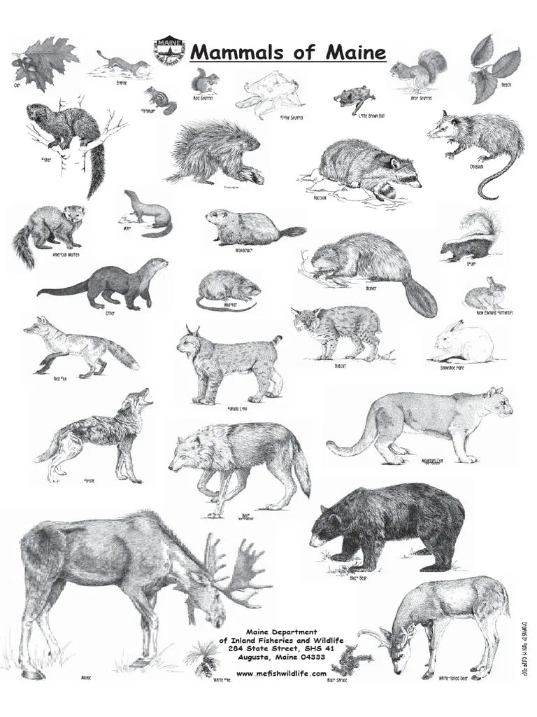 Mammals of Maine Guide