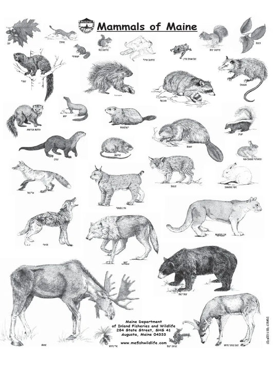 Mammals of Maine Guide